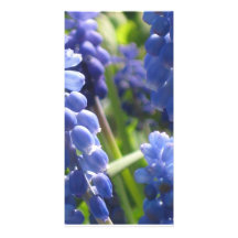 Photo Card - Grape Hyacinth