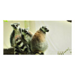 Photo Card - Lemur - Ring-Tailed photo cards