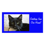 Photo Card: Lilly the Cat photo cards