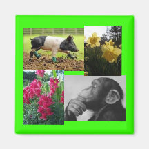 Photo collage magnets