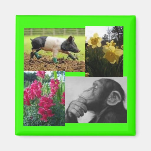 Photo collage magnets