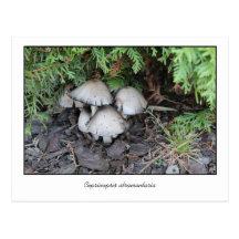 Photo Coprinopsis atramentaria Post Card