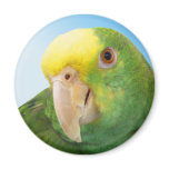 Photo Double Yellow Headed Amazon Parrot magnets
