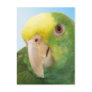 Photo Double Yellow Headed Amazon Parrot Post Card