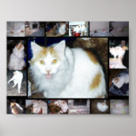 Photo Framed Photo Posters