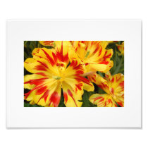 Photo of beautiful red & yellow tulips