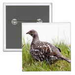 Photo of Wild Grouse Pinback Button