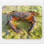 Photo old male Eriphia verrucosa mousepads