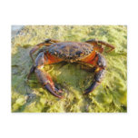 Photo old male  Eriphia verrucosa postcards