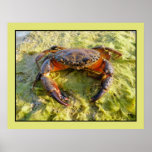 Photo old male Eriphia verrucosa posters