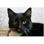 Photo Sculpture: Lilly the Cat photo sculptures
