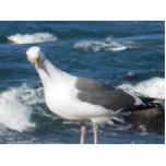 Photo Sculpture:  Looking Gull