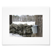 Photo showing maple sap gathering in the spring