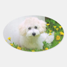 Photo Stickers