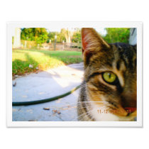 Photo Un-Named Tabby Cat "Lolo"