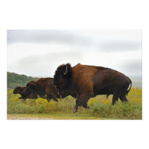 Photograph - American Buffalo Running
