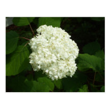 Photograph of One Snowball Bloom Post Cards