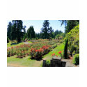 Photograph of Rose Garden, Portland, Oregon t-shirts