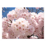 Photography prints nature Pink Tree Blossoms photography