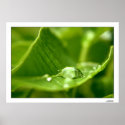 photosynthesize posters