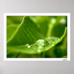 photosynthesize posters