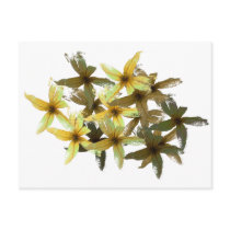 Physallises Postcards