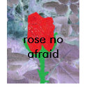PIC6457, rose no afraid t-shirts