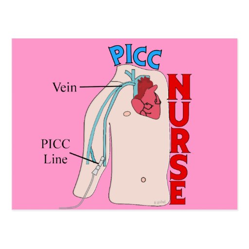 PICC Line Nurse Anatomical Design Gifts Postcards Zazzle