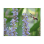 Pickerel and Moth Postcard