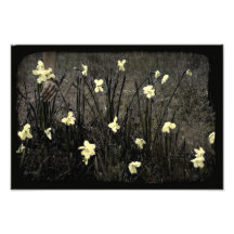 Picking Daffodils Photo