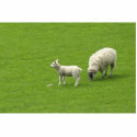 Picture Of A Baby Sheep With Her Mother photo sculptures