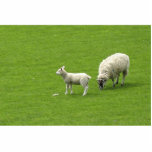 Picture Of A Baby Sheep With Her Mother photo sculptures