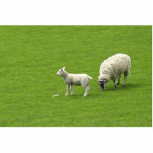 Picture Of A Baby Sheep With Her Mother Photo Cut Out