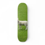 Picture Of A Baby Sheep With Her Mother skateboards