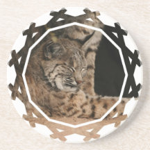 Picture of a Bobcat Coasters