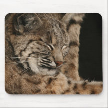 Picture of a Bobcat Mouse Pad