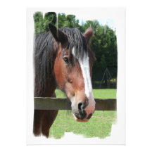 Picture of a Quarter Horse Invitation