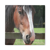 Picture of a Quarter Horse Square Magnet