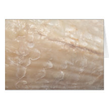 Picture of a shell. greeting cards