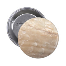 Picture of a shell. pin