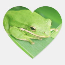 Picture of a Tree Frog Stickers