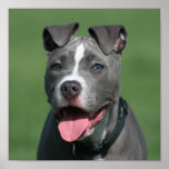 Picture of Blue Pitbull Puppy posters