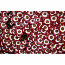 Picture of Cineraria flowers Photo Cut Out