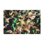Picture of Ducks in a Crowd Gallery Wrapped Canvas