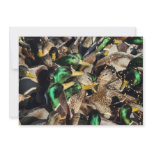 Picture of Ducks in a Crowd invitations