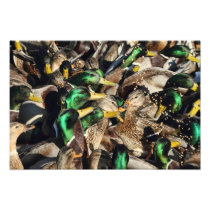 Picture of Ducks in a Crowd Photographic Print
