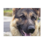 Picture of German Shepherd  Postcard