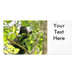 Picture of Monkey with Mouth Open photo cards