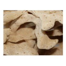 Picture of Sea Sponge. Postcard