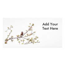 Picture of Sparrow Singing in Flowering Tree Photo Greeting Card